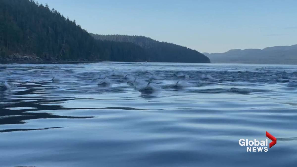 Video Drone captures thousands of dolphins on the California – National coast